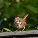 Photo Journal 2 5 1 150x150